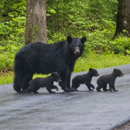Serenity Heights, Amazing Views, Hot Tub Pool Access, 1089 Free Tickets Each Paid Day, Dollywood Gatlinburg Esterno foto